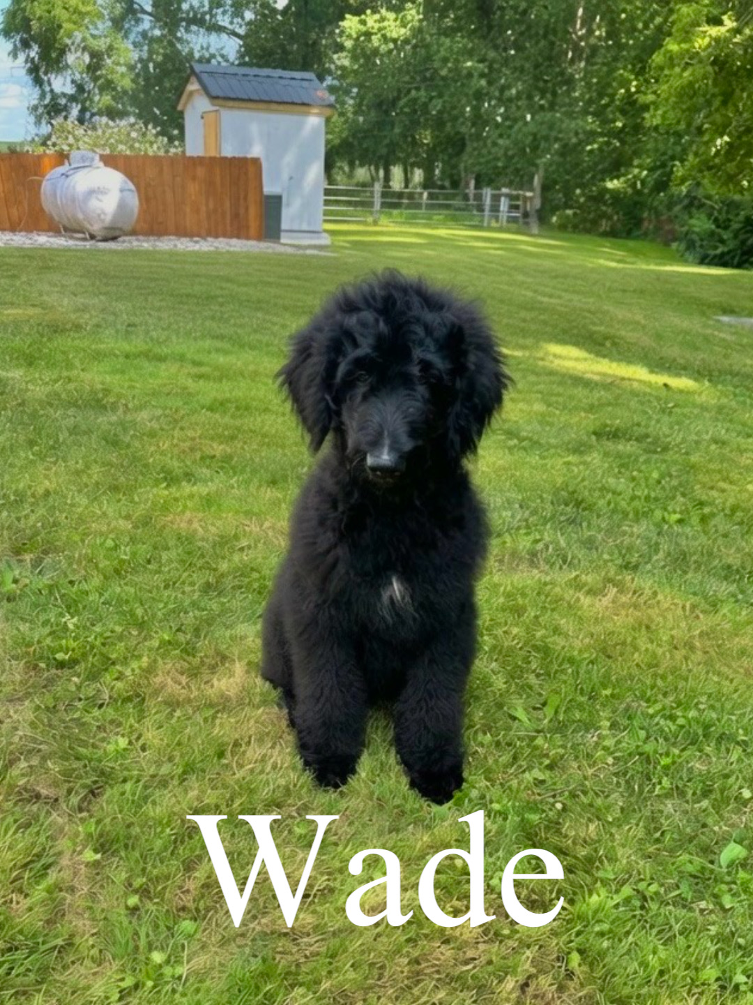 Standard F1B Goldendoodles